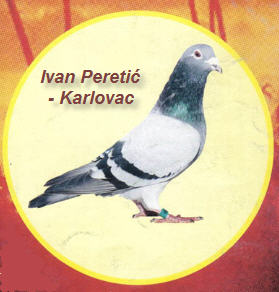 Golubovi Ivana Peretica iz Karlovca! 