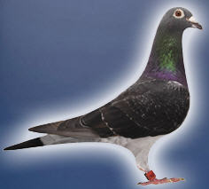 Program leta mladih za 2010.g. 